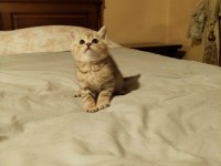 British Shorthair Erkek Brı Golden Tabby