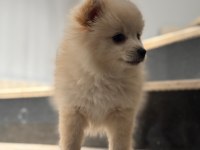Pomeranian Spitz Sevimli Dost