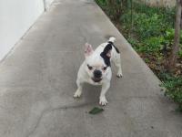 11 aylık french bulldog sahiplendirilecektir