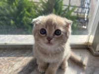 Kusursuz Güzellik Scottish Fold Yavrular