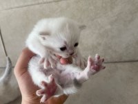 1 aylık british yavrular