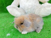 1 aylık hollanda teddy lop tavşan yavrularımız gönderim yapılır