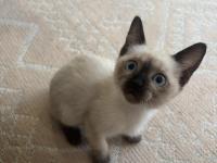 Gözbebeğimiz siyam kedisi yavrumuz