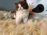 Safkan Teddy Bear British Bebeklerim