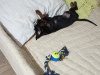 Yavru Doberman Köpeği