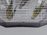 Yavru Muhabbet Kuşu