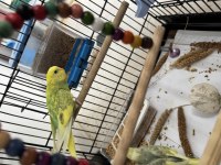 2 Yavru 1 Dişi Kuşlar