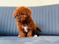 Toy poodle 65 günlük