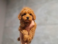 Büyümeyen Maltipoo Bebekler