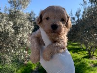 Maltipoo Yavrularımız