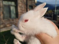 Mini yeni zelanda kırmızı x mavi gözlü yavru tavşanlar