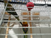 Şarkıcı pareket papağanı