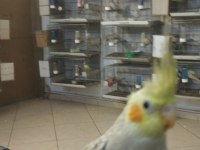 45 Günlük Sultan Papağanı