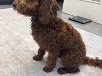 Safkan Toy Poodle 9 Aylık