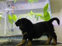 Dachshund Ve Maltipoo Melezi Yavru Bebek