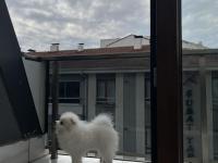 4 Aylık Erkek Pomeranian