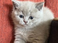 Bir Buçuk Aylık Babaları Şecereli Yavru Kediler