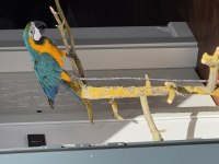 10 Aylık İnsan Canlısı Macaw Papağanı