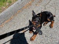 Ekmek elden su gölden doberman