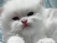 Kucakta Şarj Olan, Miyavlayınca Güncellenen Model Kedimiz!