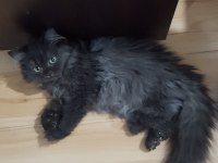 Siyah british longhair 3 aylık