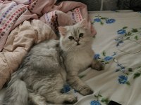 9 Aylık Scottish Straight Longhair Aşıları Tam Tuvalet Eğitimi Var