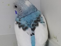 Alıştırmalık ve konuşturmalık kuşlar 33 günlük bebekler