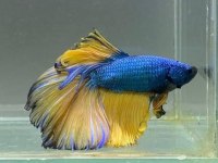 Grand A Kalite Renk Renk Betta Balıklar Adana