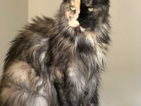 Maine Coon 3 Yaşında Güzellik