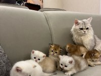 2 aylık british longhair yavrular