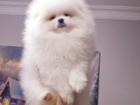 Ayı surat pomeranian yavrularımız