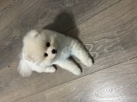 6 Aylık Dişi Pomeranian Yavru