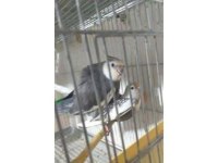 Sultan Papağanı Takımlar Uyguna