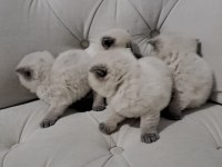 Rezerveye Açık British Shorthair Kedilerimiz
