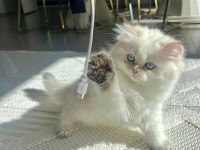 Show seviye british prenses