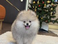 Üst düzey erkek pomeranian boo