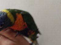 Lori Papağanı Bebek