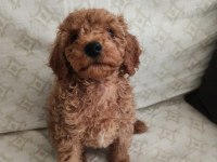 2 Aylık Red Poodle Bebeklerimiz Yeni Yuvalarını Arıyor