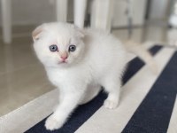 Scottish Fold Kediler