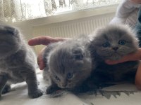 Brıtısh Shorthair Dişi Ve Erkek