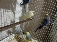 1 Çift 4 Yavru 1 Erkek Muhabbet Kuşlar