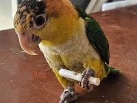 7 aylık bebek caique