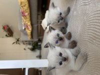 Blue point son kalan british yavrumuz yuvasına gitmeyi bekliyor