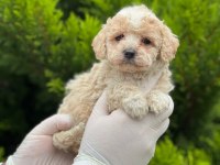 Evinizin Neşesi Maltipoo Bebekler