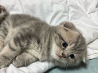 British ve scottish shorthair kediler