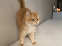 British Golden Kedi