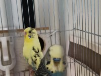 Sağlıklı muhabbet kuşu uyumlu çift