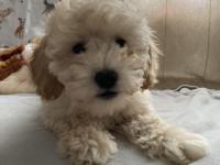 Anne Altından Poodle Yavrular