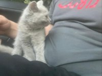 Mama Karşılığı Lilac Erkek British