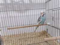 Yerli muhabbet kuşlarım